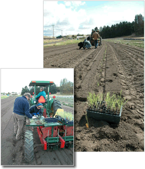 Two pictures of a tractor and crew planting seedlings in a nursery with a mechanical planter.
