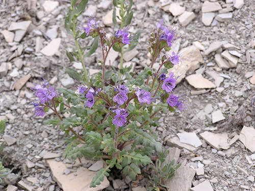 Clay phacelia.