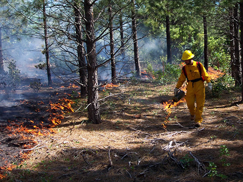 man dressed in yellow firefighting clothing and equipment uses a drip torch to light an undeburn in a young forest.