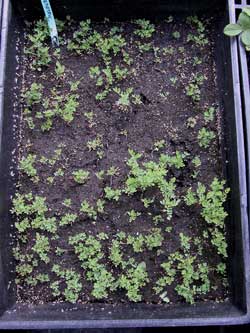 leafy prairie-clover seedlings in a gray pan.