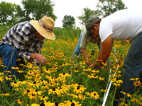 Volunteers Don Nelson and Gail Pyndus with Midewin seasonal worker, Steve, in the <em>Rudbeckia</em> burn  plot.
