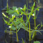 Gratiola  quartermaniae.