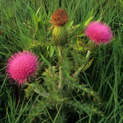 Cirsium  hillii.