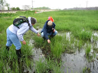 Volunteers Gail Pyndus and Mike Rzepka searching  for and identifying Carex crawei.