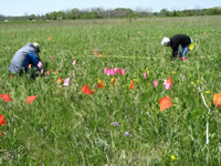 Mike Rzepka and Margaret Kelly counting plants  of a Valeriana edulis var. ciliata subpopulation.