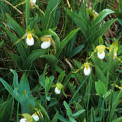 Cypripedium candidum.