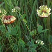 Trifolium  reflexum.