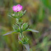 Agalinis  auriculata.