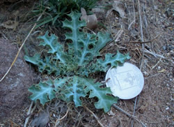 A young prickly poppy rosette.