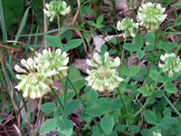 Close-up view of buffalo clover.