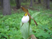 mountain lady’s-slipper orchid.