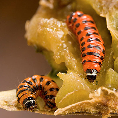 two bright orange cactus moth larvae.