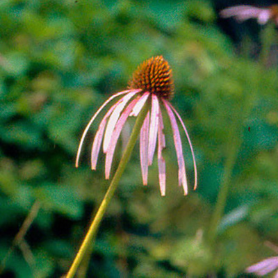 Echinacea laevigata.