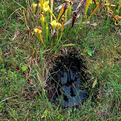 hole filled with water where pitcher plants were dug up.