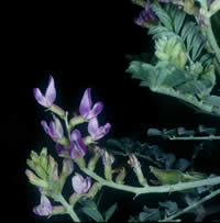 San Antonio milkvetch.