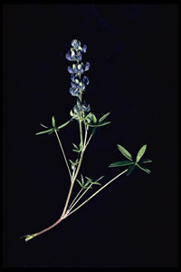 Lupinus culbertsonii ssp. culbertsonii.