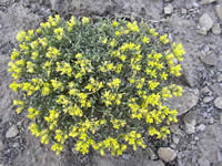 Physaria pulvinata