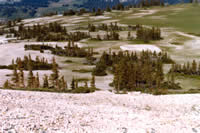 Astragalus limnocharis var.montii habitat.