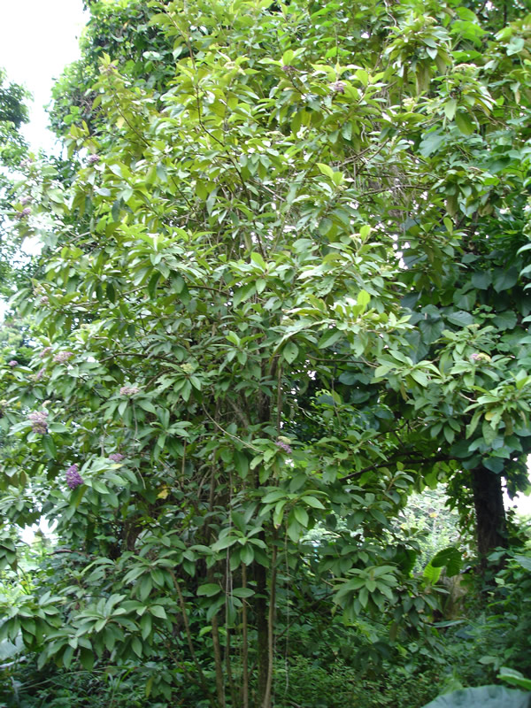 Callicarpa ampla, capa rosa