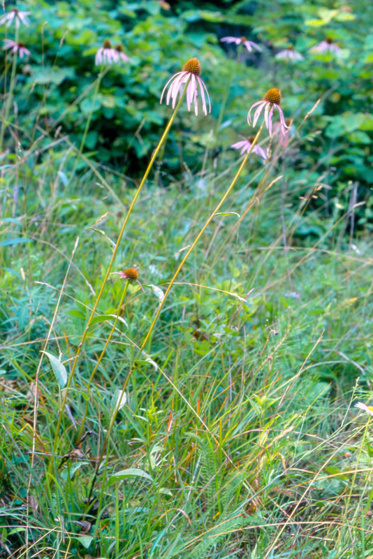 Echinacea laevigata, smooth coneflower