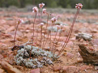 Eriogonum kennedyi var. austromontanum, southern mountain wild-buckwheat .