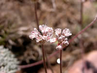Eriogonum kennedyi var. austromontanum, southern mountain wild-buckwheat .