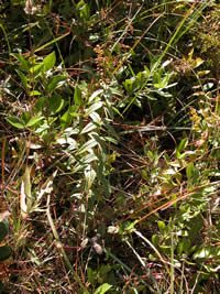 Lysimachia asperulaefolia, rough-leaved loosestrife fruiting.