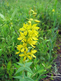 Lysimachia asperulaefolia, rough-leaved loosestrife.
