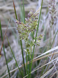 Poa atropurpurea, San Bernardino bluegrass.
