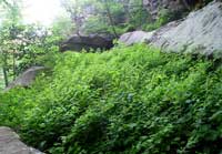 Solidago albopilosa, white-haired goldenrod habitat.