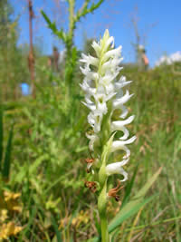 Spiranthes diluvialis in flower.