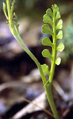 Botrychium minganese