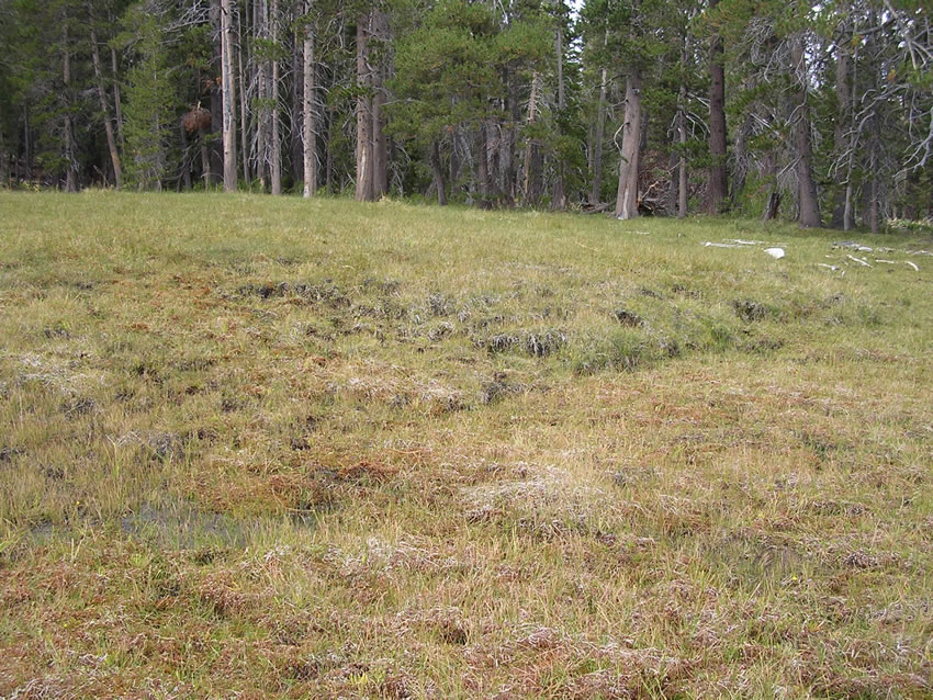 Grazing impacts to fen on the eastide of Meathouse Meadow.