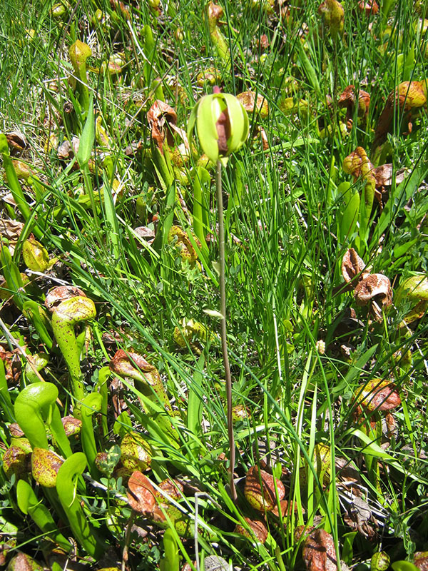 Darlingtonia californica in Cabin House Fen