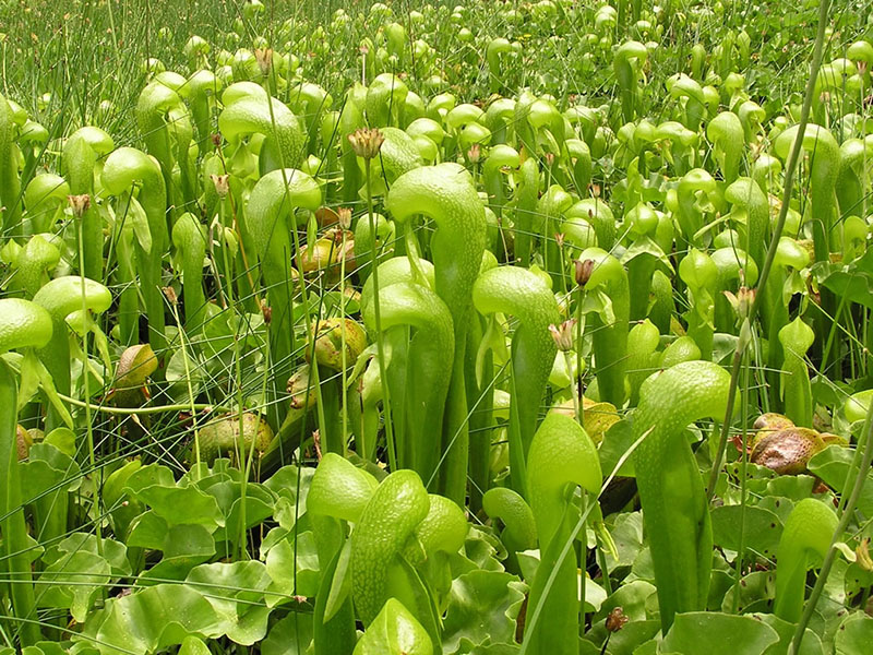 Darlingtonia californica, Kangaroo Lake Fen Trail