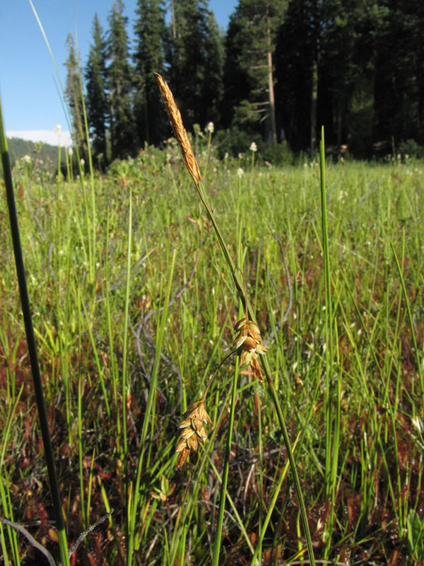 Carex limosa, Willow Lake