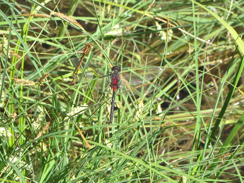 Carex limosa with whiteface dragonfly and damselfly at Willow Lake
