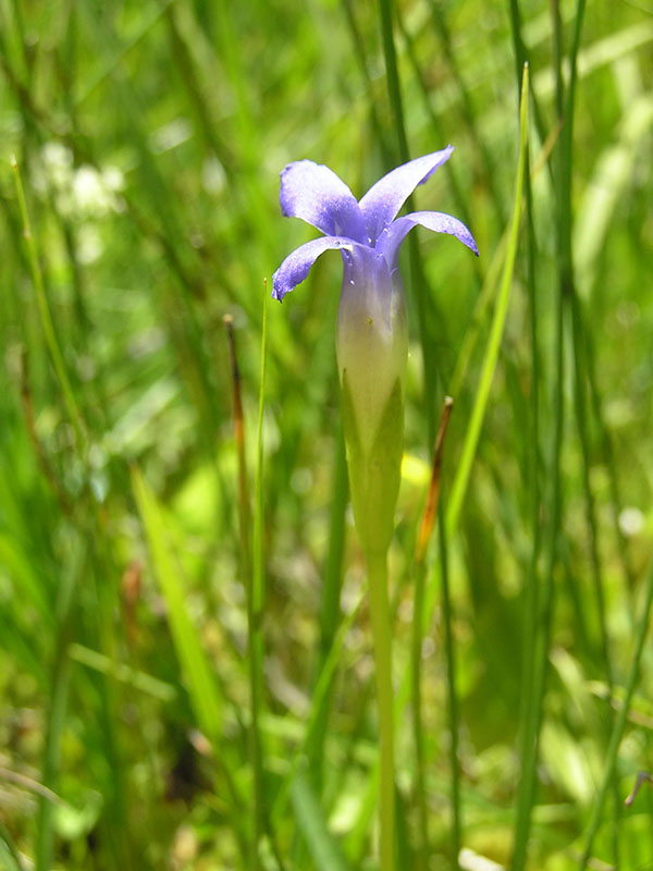 Gentianopsis simplex, Dry Lake