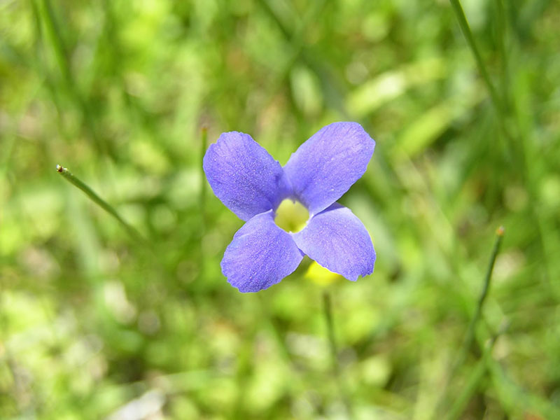 Gentianopsis simplex, Dry Lake