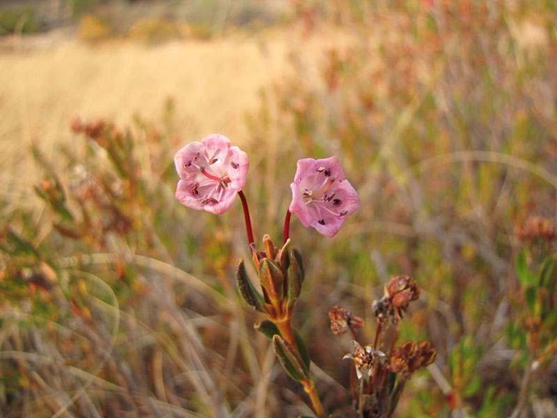Kalmia polifolia, late season flowers, Willow Lake