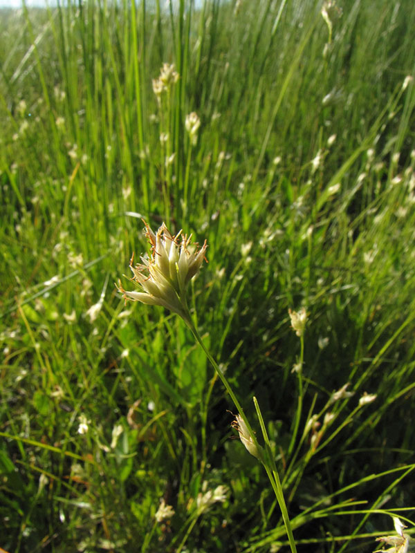 Rhynchospora alba, Willow Lake