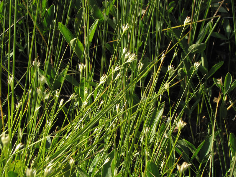 Rhynchospora alba at Willow Lake