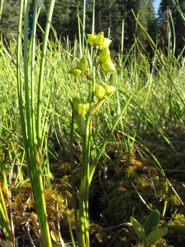 Scheuchzeria palustris, Willow Lake