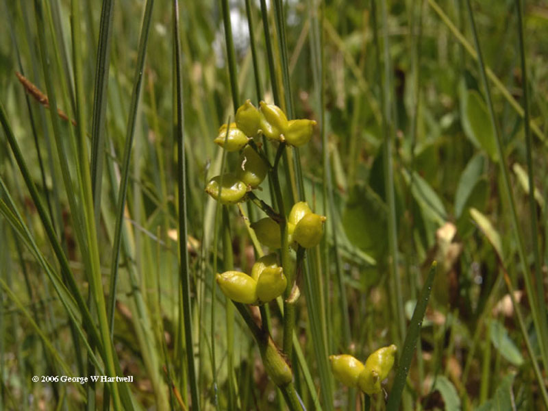 Scheuchzeria palustris, Willow Lake