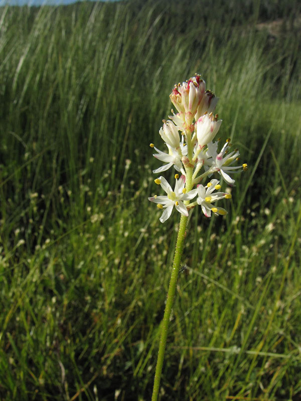 Triantha occidentalis ssp. occidentalis, Willow Lake