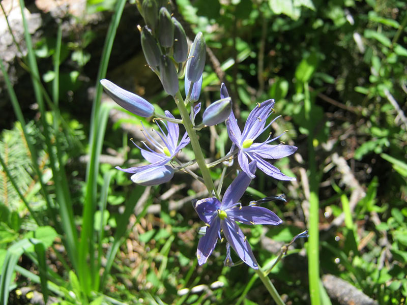 Camassia leichtlinii ssp. suksdorfii, Butterfly Valley Fen