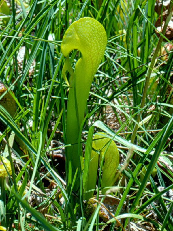 Darlingtonia californica, Butterfly Valley Fen