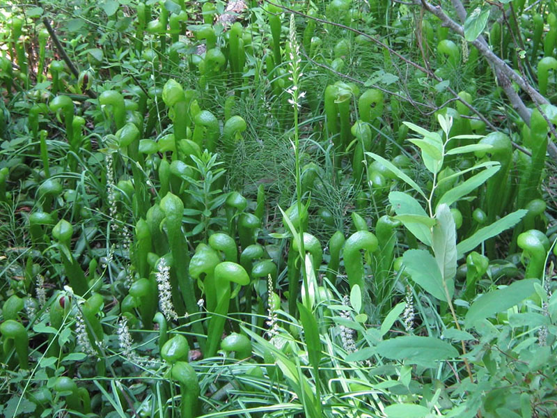 Darlingtonia californica, Butterfly Valley Fen
