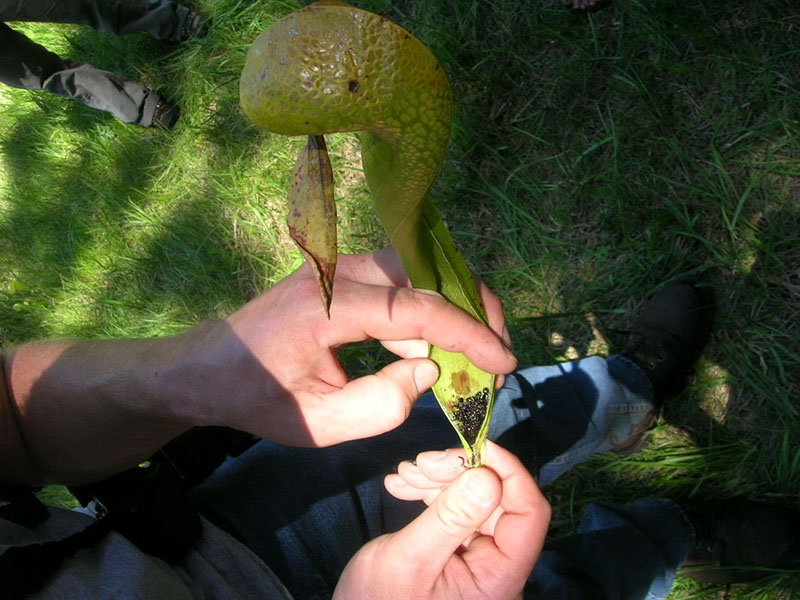 Darlingtonia californica, Butterfly Valley Fen