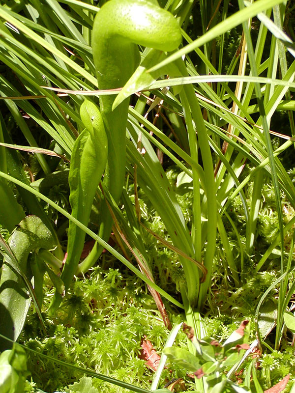 Darlingtonia californica and Sphagnum spp.